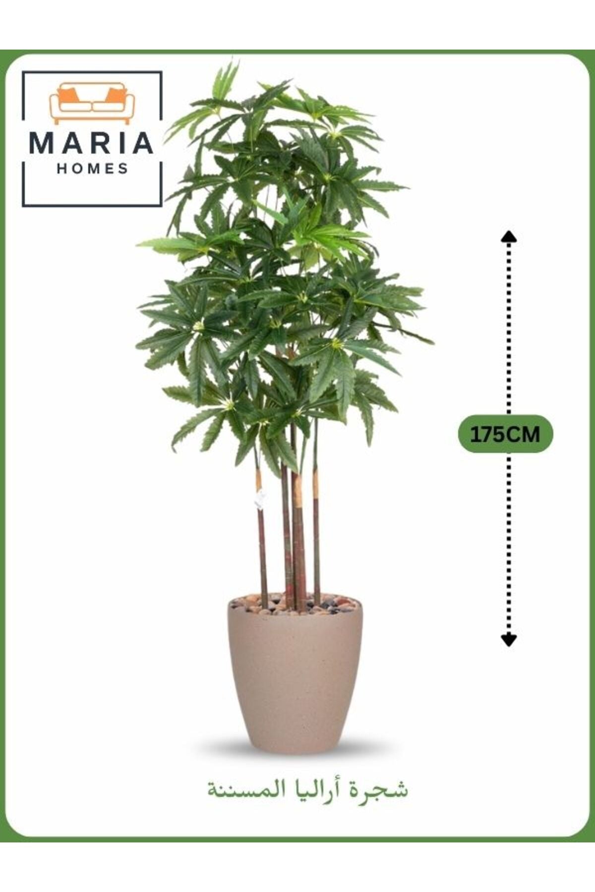 Artificial Aralia Tree 175 cm Ð 5 Branches in Beige Plastic Pot